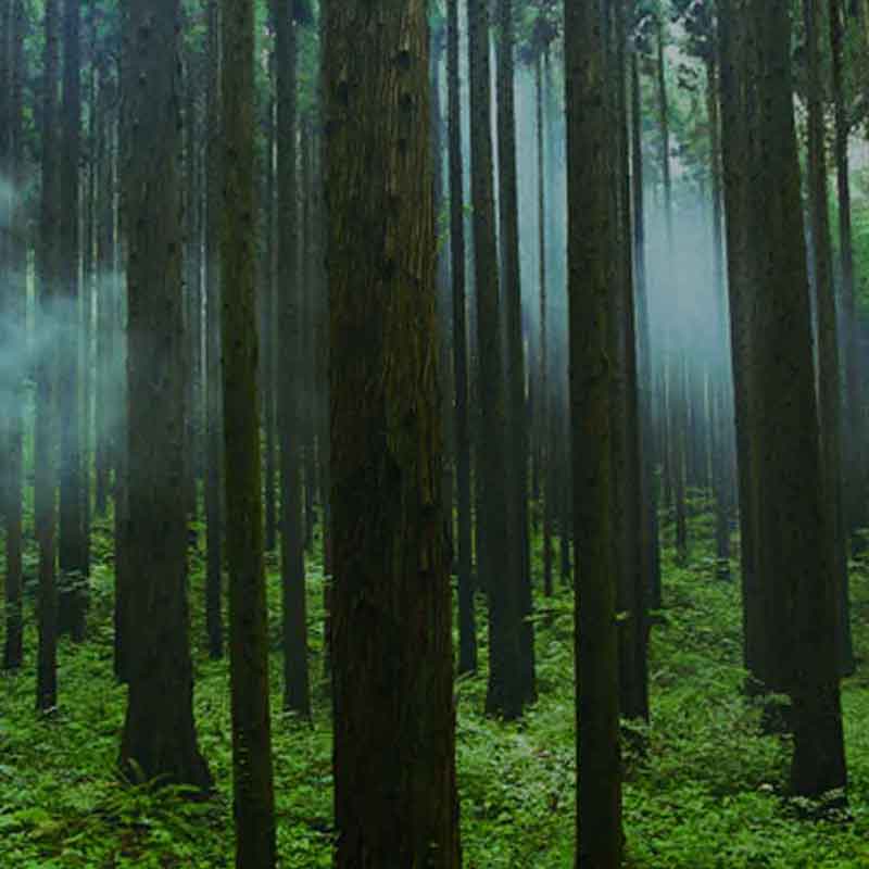 Deep forest picture