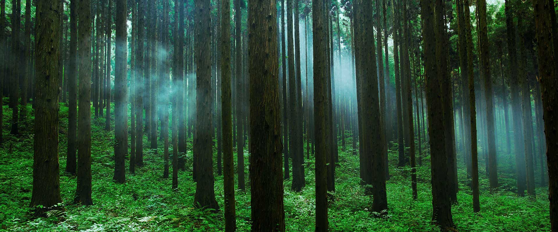 Photo of Japanese forest with many trees