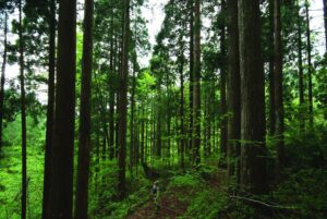 Man in a forest of sugi trees